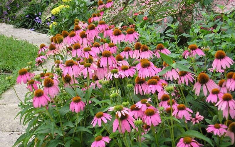 Echinacea-purpurea.jpg