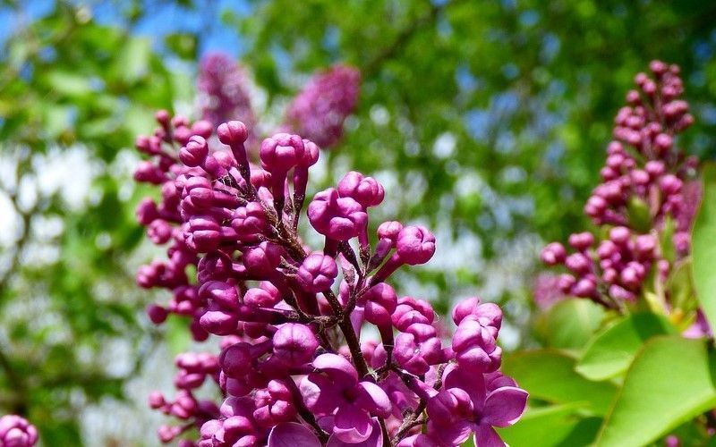 lilacs-492303_1280.jpg