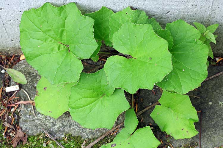 Tussilago-farfara-greens.jpg