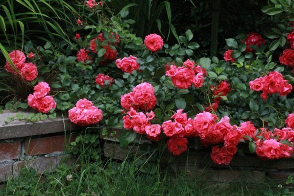 Лучшие сорта миниатюрных роз: описание и фото | Интернет-магазин садовых растений