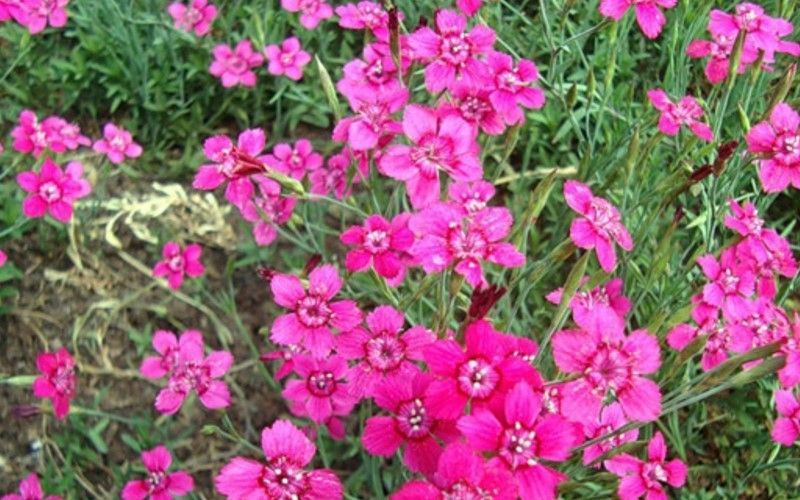 gvozdika-travjanka-dianthus.jpg