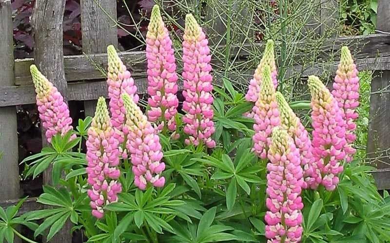 Lupinus-The-Chatelaine.jpg