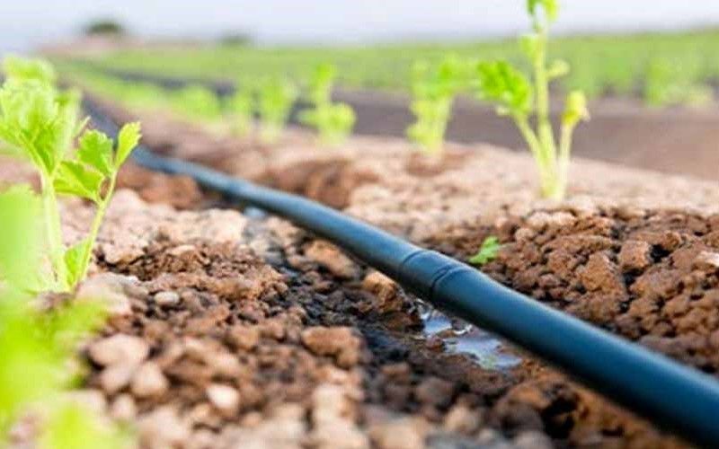 drip_irrigation_agriculture.1140x600.jpg