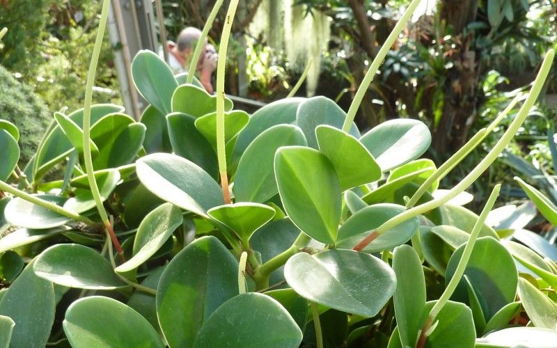 Peperomia-magnoliaefolia.jpg