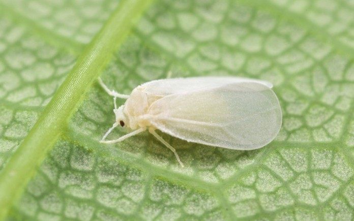 Aleyrodidae-03-696x435.jpg