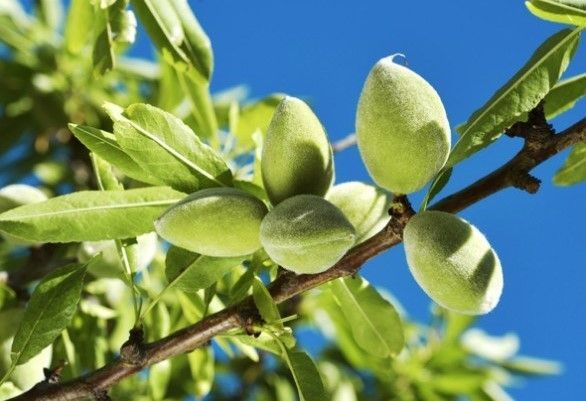 Купить Миндаль съедобный - цена на саженцы и крупномеры.