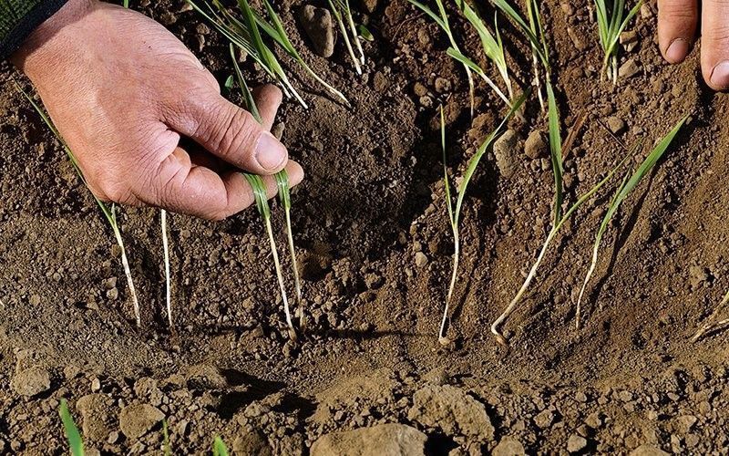 Как проверить кислотность почвы: 5 способов