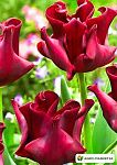 Тюльпан многоцветковый Белиция 5 шт.