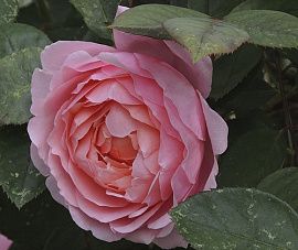 Роза английская Бразе Кадфаэль