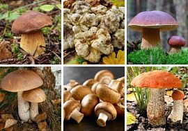 Комплект мицелия грибов 8 видов