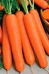 Морковь Нантес 2, семена на ленте