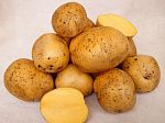 Комплект картофеля Урожайный из 3 сортов