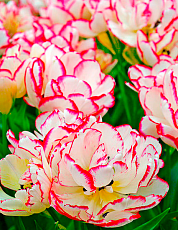 Тюльпан многоцветковый Белиция 5 шт.