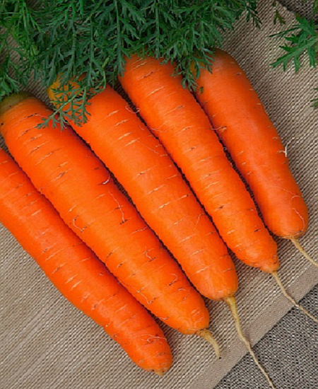 Морковь гранулированная Медовая сказка, семена