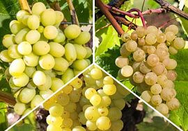 Комплект винограда: Белое вино из 3-х сортов