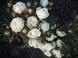 Роза флорибунда Корснода