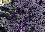 Капуста листовая Фиолетовое кружево, семена 0,1 г