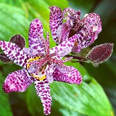 Трициртис (садовая орхидея) Дарк Бьюти 1 шт