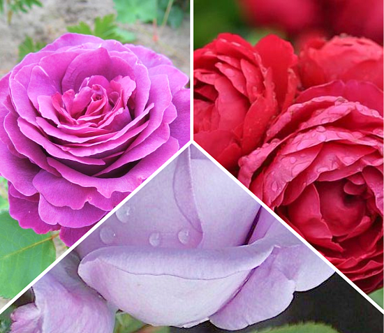 Комплект чайно-гибридных роз «Пурпурный микс»