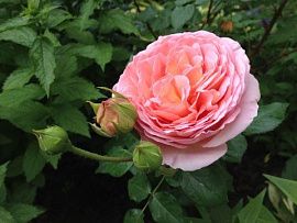 Роза английская Абрахам Дерби