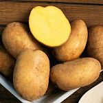 Комплект картофеля Урожайный из 3 сортов
