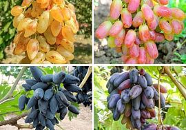 Комплект винограда: Пальчиковый бум из 4-х сортов