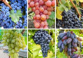 Комплект винограда Кишмиш 8 саженцев