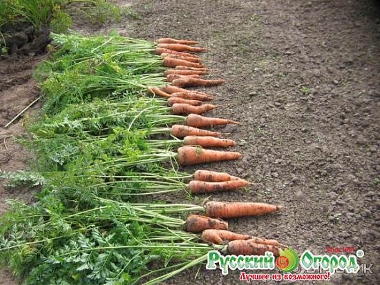 Морковь МО, семена