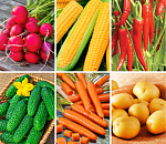 Комплект из 100 видов семян овощей «Урожайный огород»