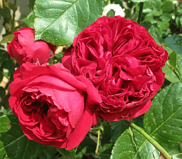 Роза парковая Ред Эден Роуз