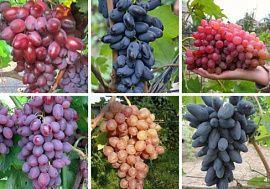 Комплект винограда Ассорти 15 саженцев
