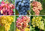 Комплект винограда Ассорти 8 саженцев
