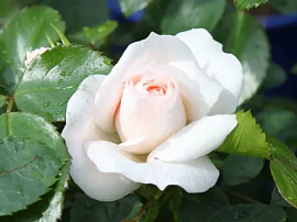 Роза флорибунда Аспирин