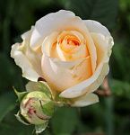 Роза чайно-гибридная Мондиаль