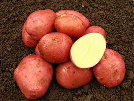Картофель Беллароза (1кг)