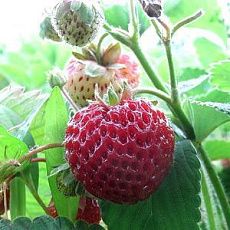 Фрагария Raspberry strawberry 1 шт.