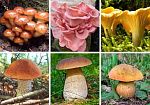 Комплект мицелия грибов 13 видов