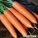 Морковь Русский Размер, семена