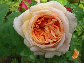 Роза английская Пегас