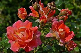 Роза флорибунда Замбра