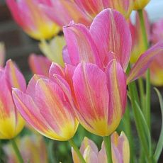 Тюльпан многоцветковый Антуанетта 8 шт.