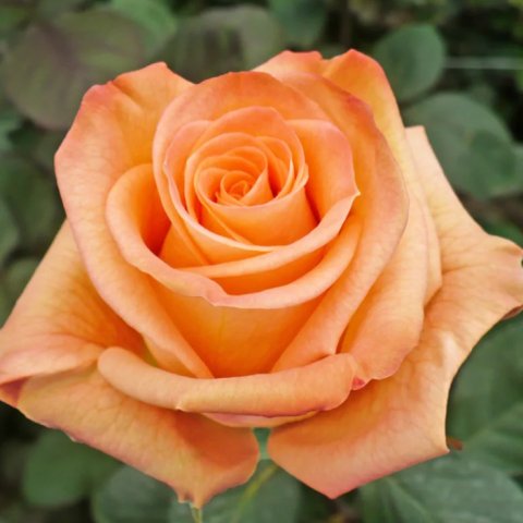 Роза чайно-гибридная Карпе Дием