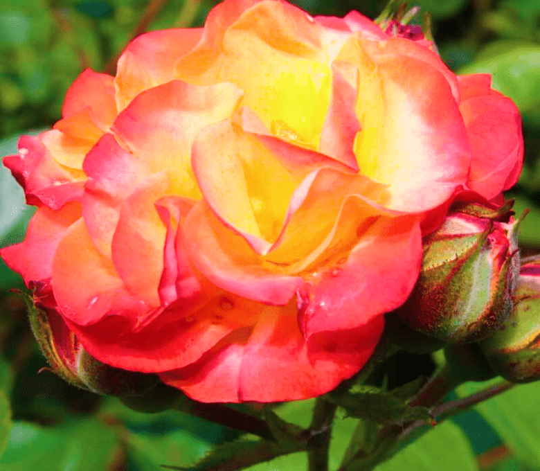 Роза флорибунда Румба