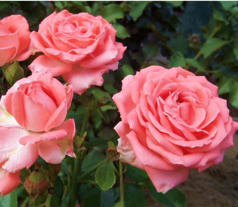 Роза чайно-гибридная Барбадос