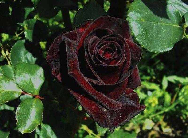 Роза чайно-гибридная Черный Принц
