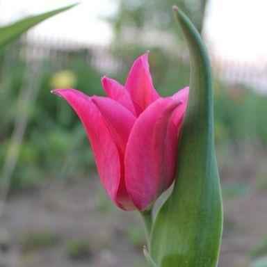 Тюльпан лилиецветный Лилиледи 10 шт.