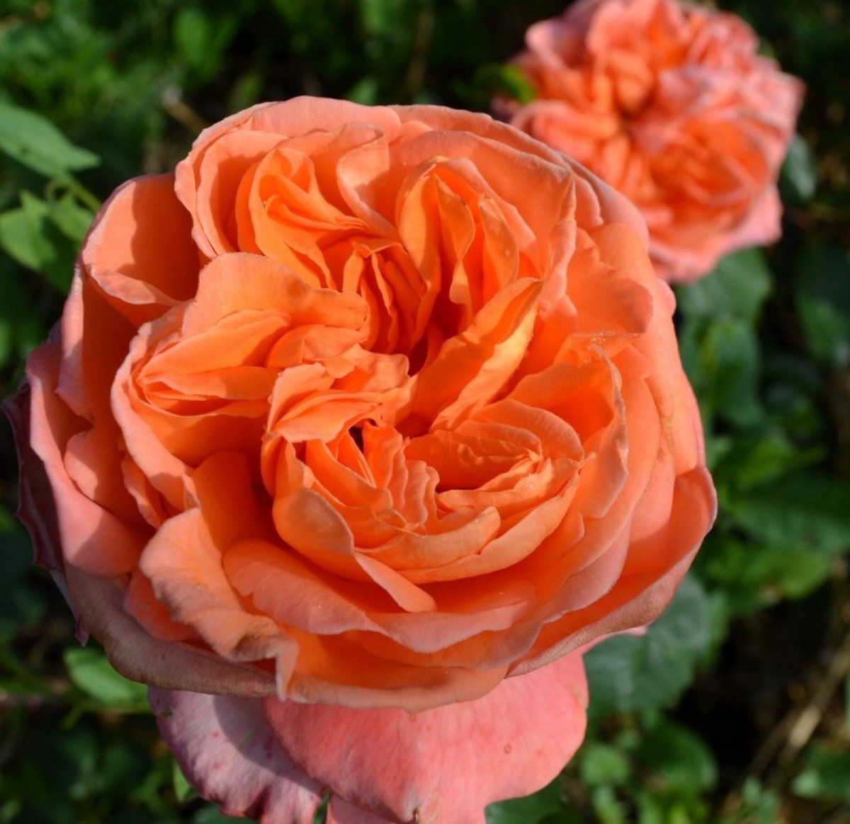Роза чайно-гибридная Рене Госсини