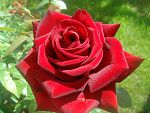 Роза чайно-гибридная Ред Мэджик