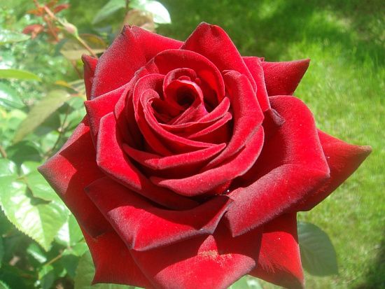 Роза чайно-гибридная Ред Мэджик