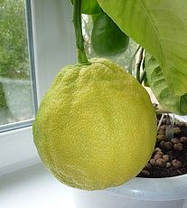 Лимон Пандероза